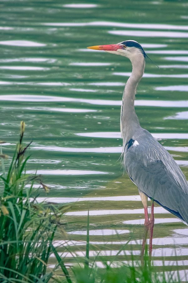 heron-g5ca6a9fb3_1920