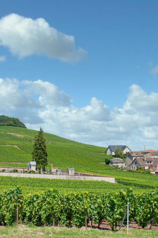 vineyard-landscape-in-oger-near-epernay-in-champagne-region-france